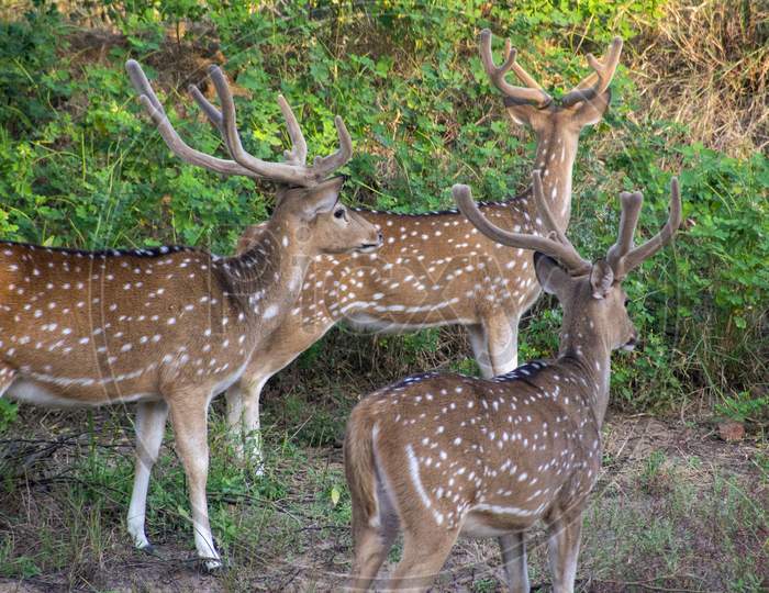 Spotted Dear Gazing At Ranthambore National Forest Of Rajasthan