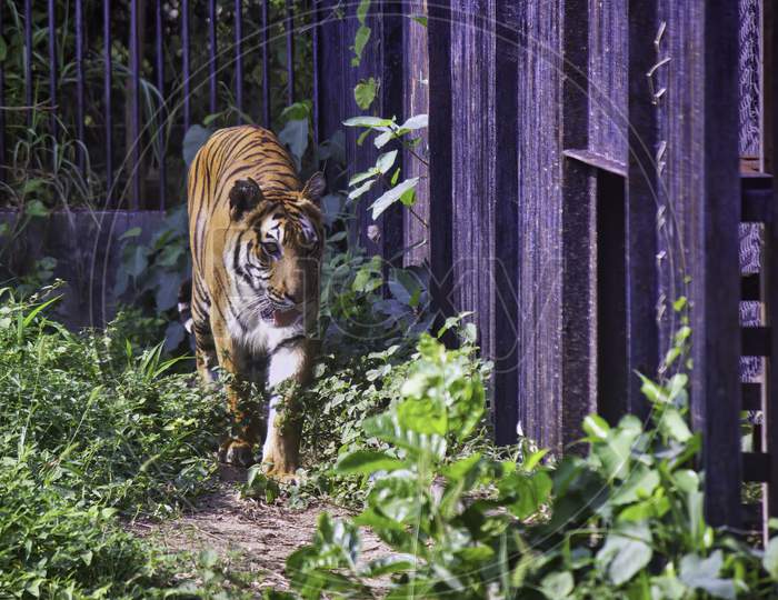 A Fierce Indian Tiger Walks Next To The Iron Cage In India