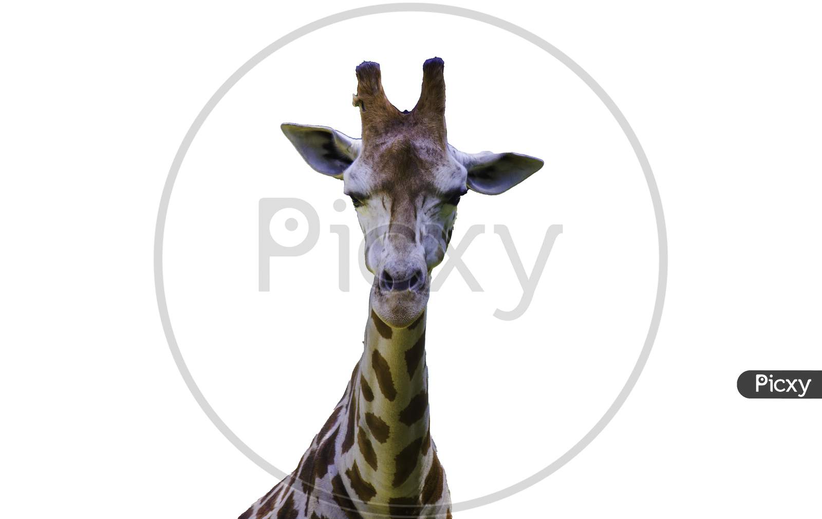 One Giraffe Front Profile Against White Background Shot In Krakow, Poland - Europe