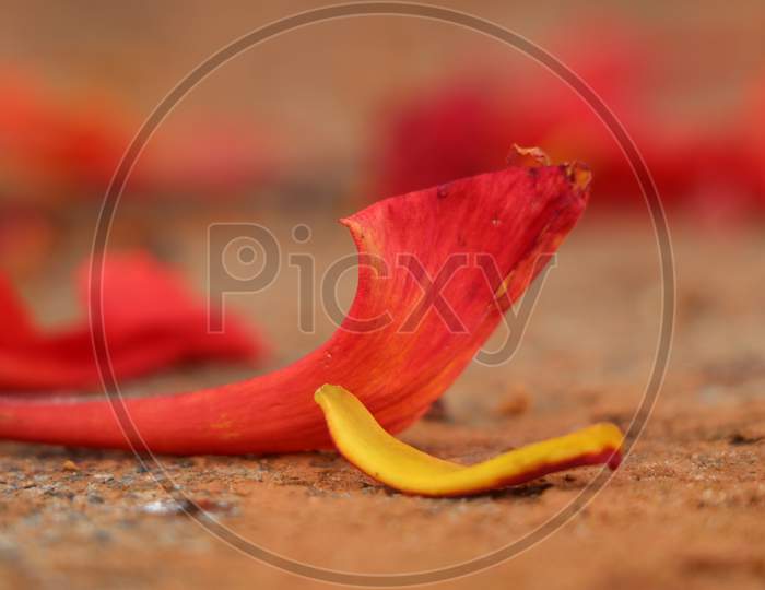 Fallen petals of gulmohar(delonix regia)