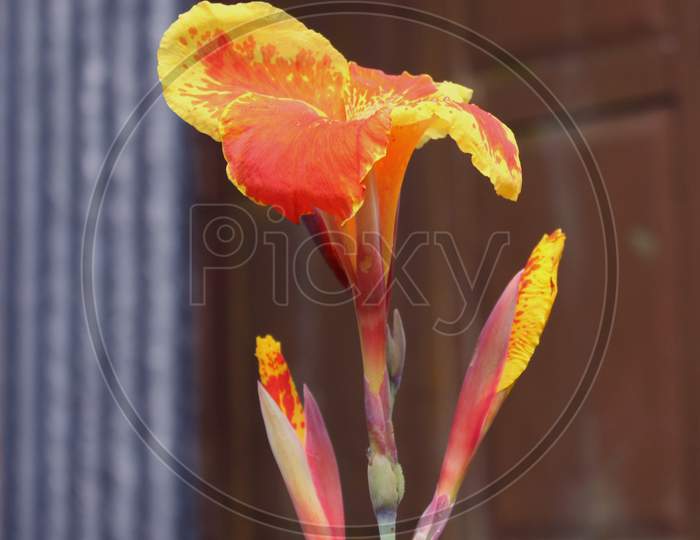 closeup flower wallpaper photo capture