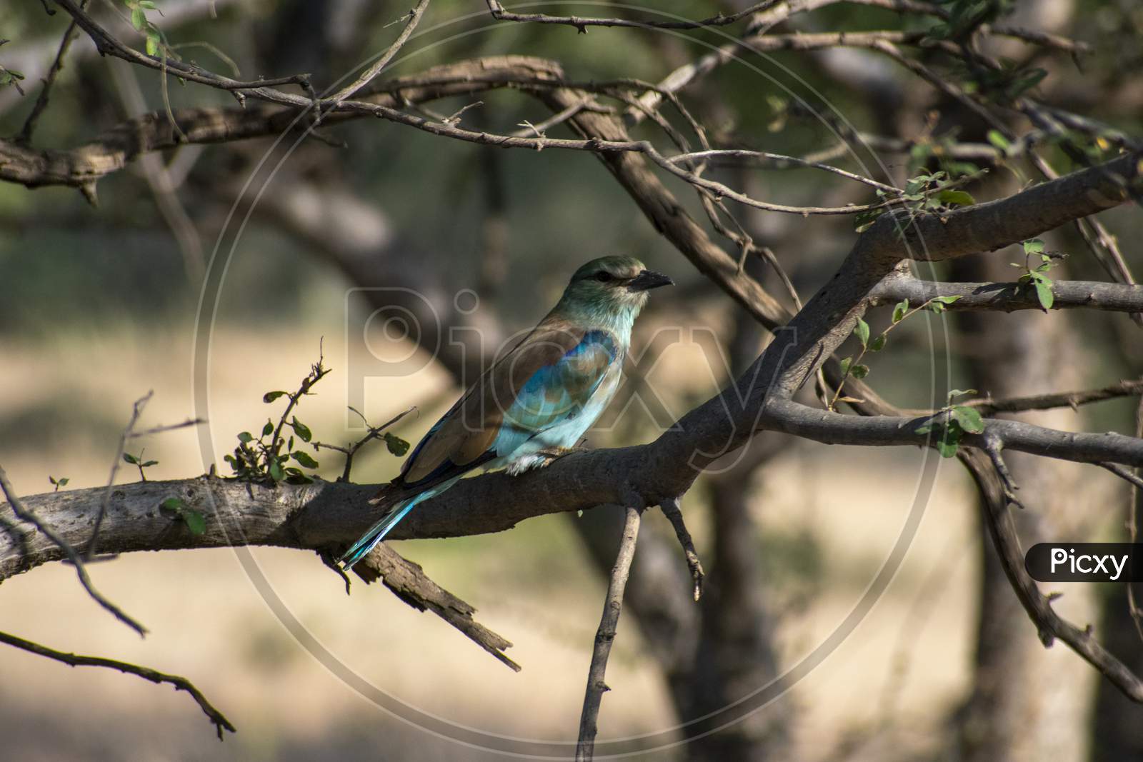 Indian Roller Hiding In A Bush At Ranthambore National Park