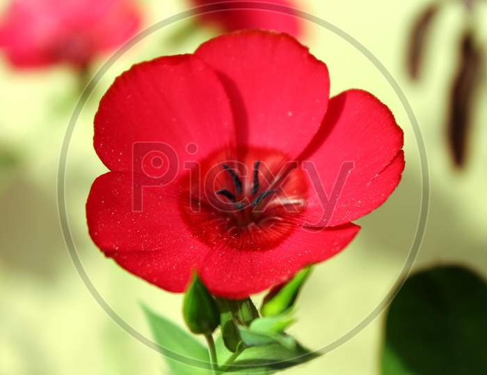 close up of a small red flower