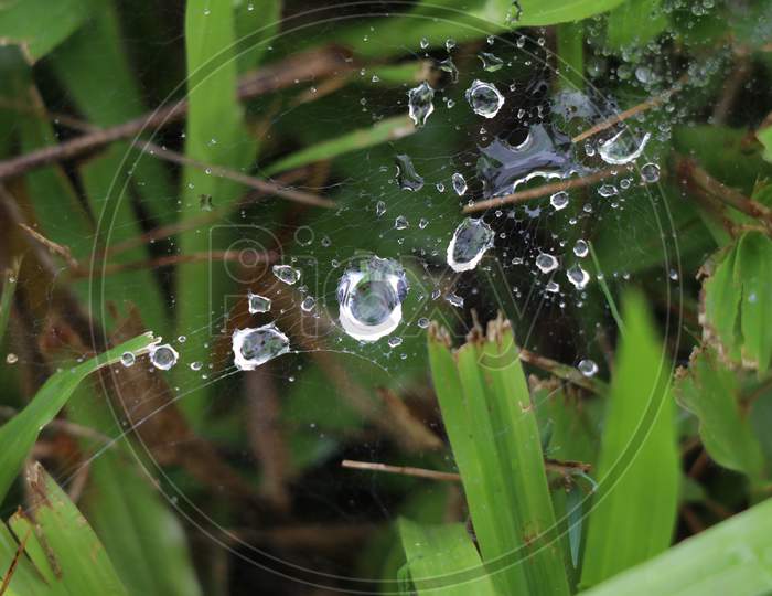 Spider web on the grass with rain drops