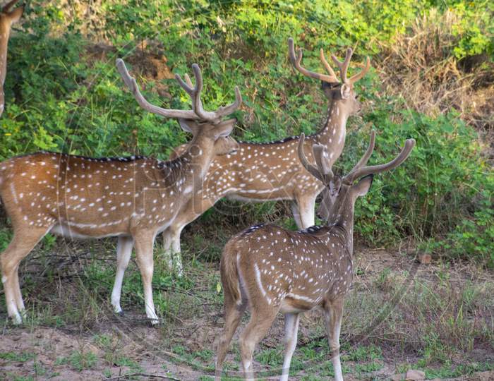 Spotted Dear Gazing At Ranthambore National Forest Of Rajasthan