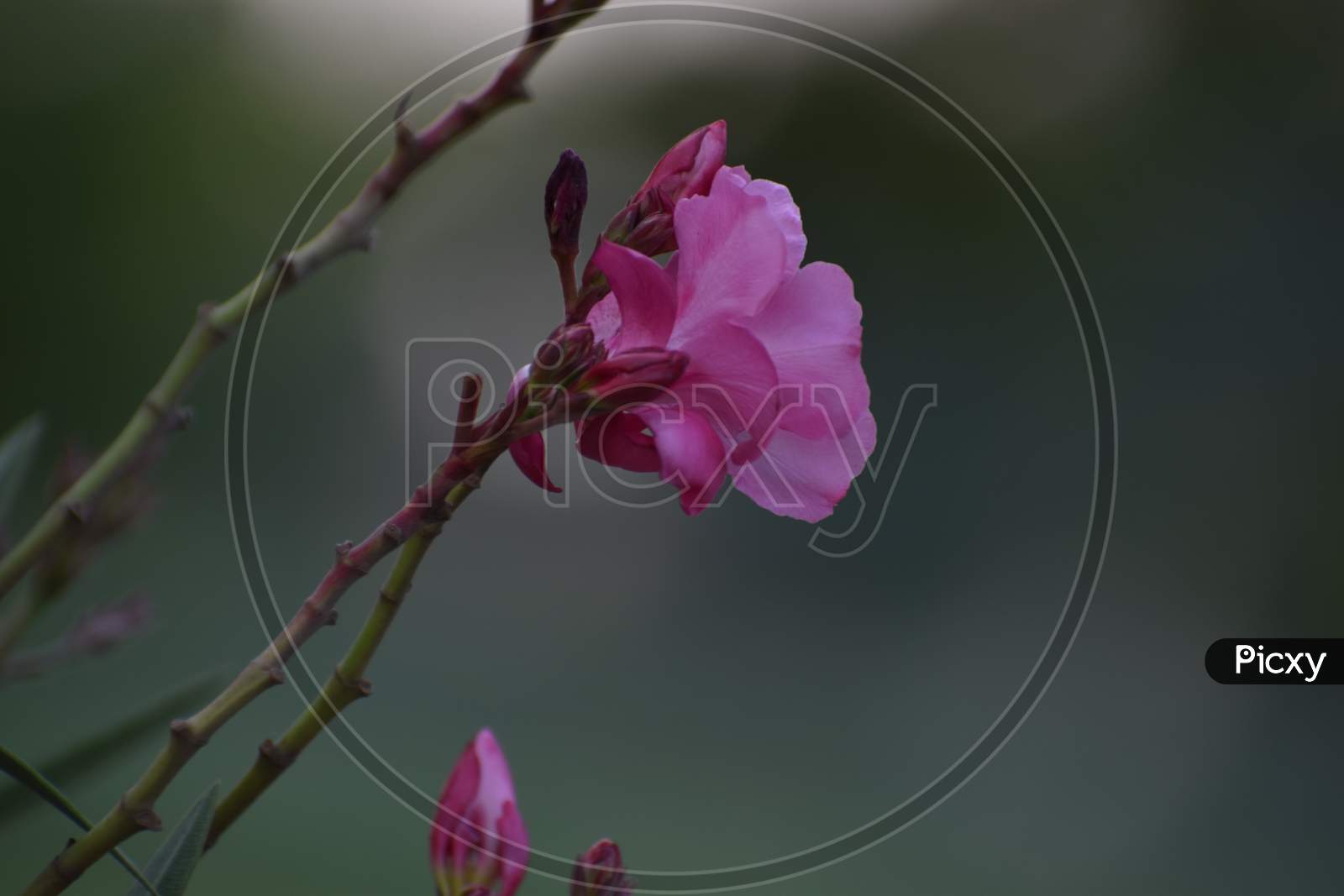 A beautiful pink color flower with stem