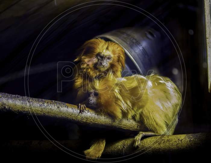 Golden Monkeys Sit Together In A Cage At Zoo In Krakow City, Poland - Europe
