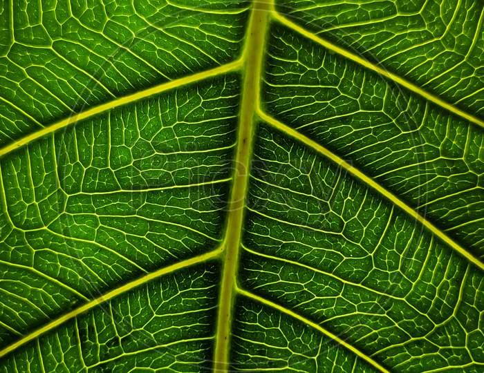 A close-up photo of  peepal leaf