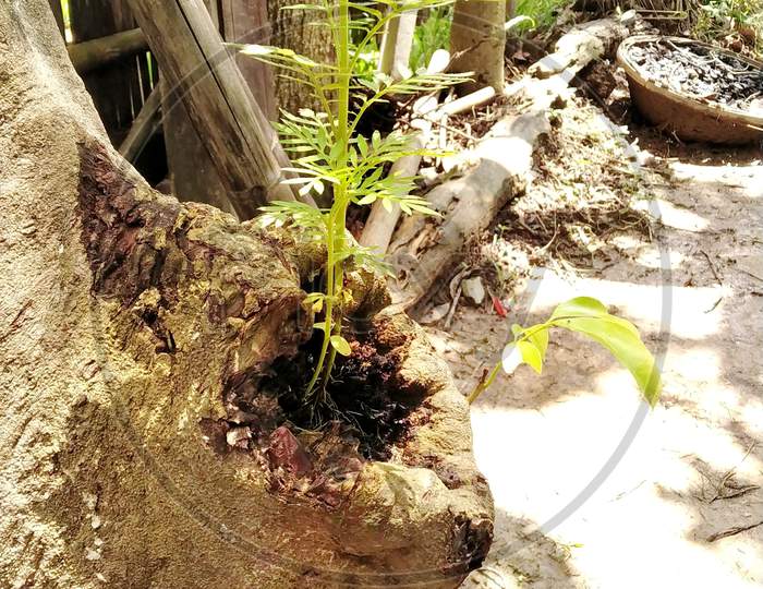 A Marigold Plant In A Cut Stem Of A Litchi Tree