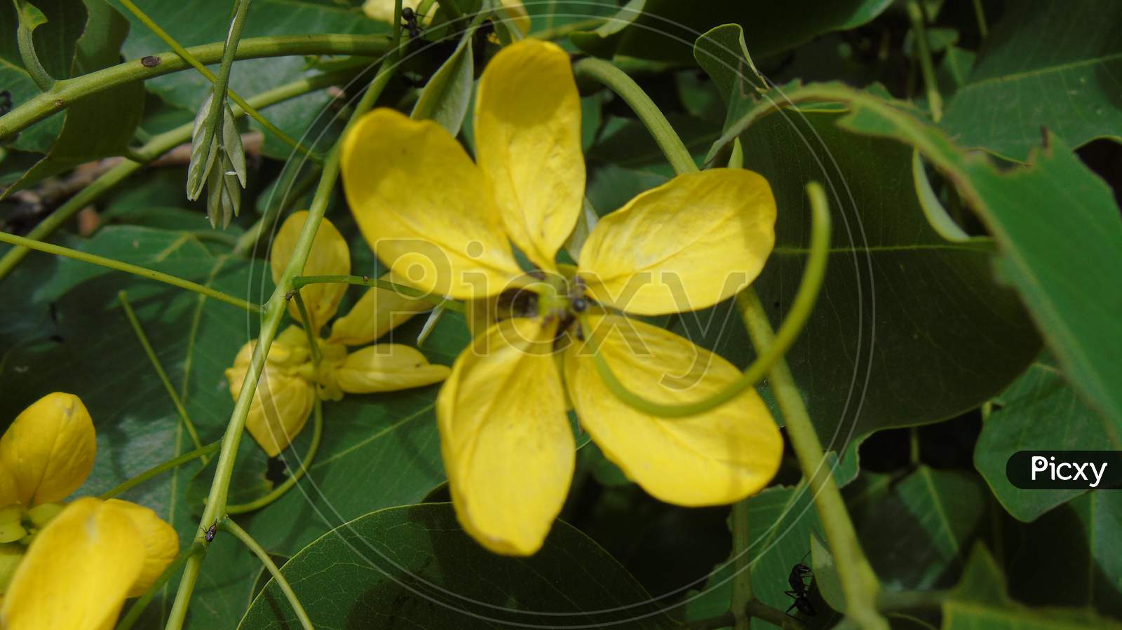 yellow flower in green tree