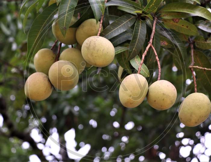 Fresh raw mangoes