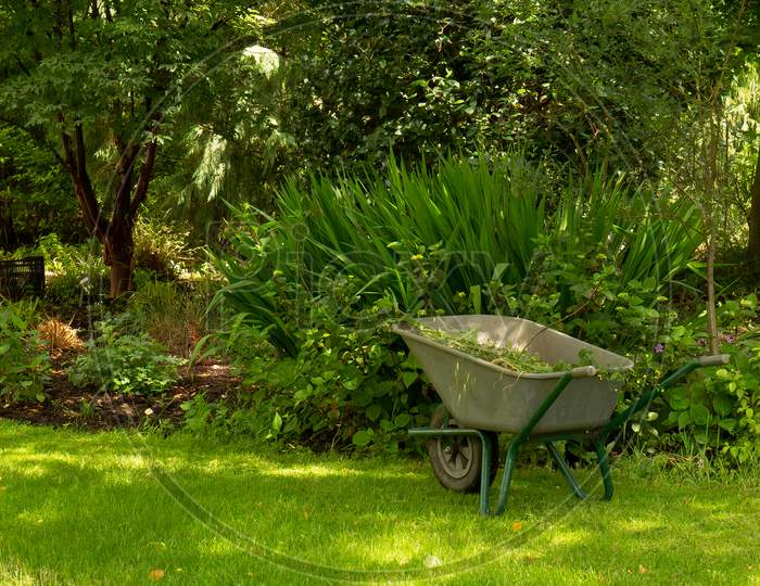Wheelbarrow Full Of Weeds  In Garden. No People.  Concept Of Keeping Fit With Gardening And Helping Environment
