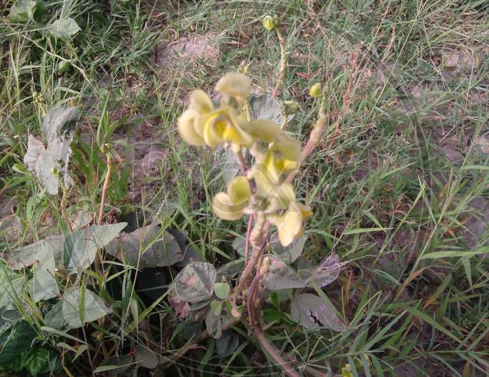 toadflax flower growing in the countryside. Linaria vulgaris common flower