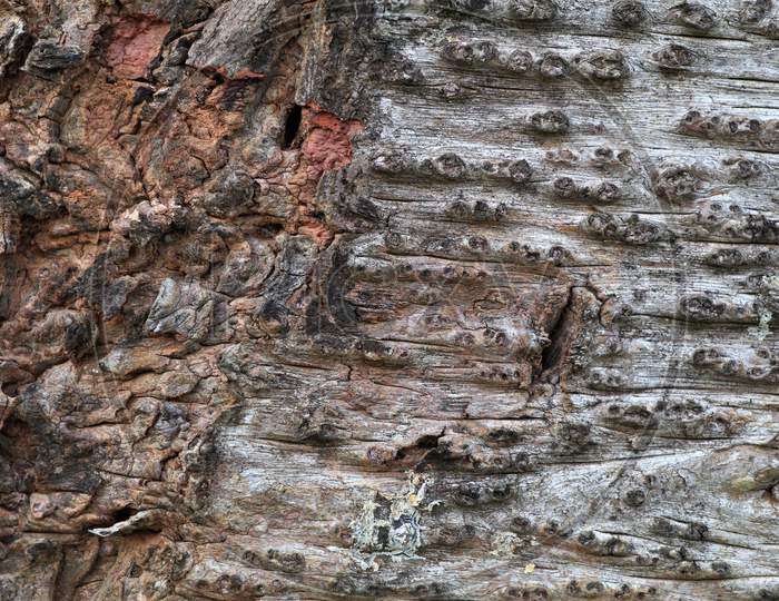 Wood bark surface as texture