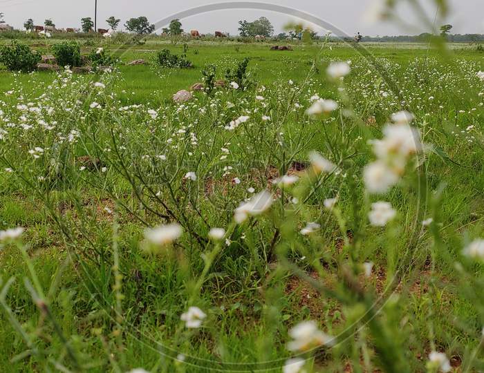 White Little Flower In Countryside Area In Monsoon