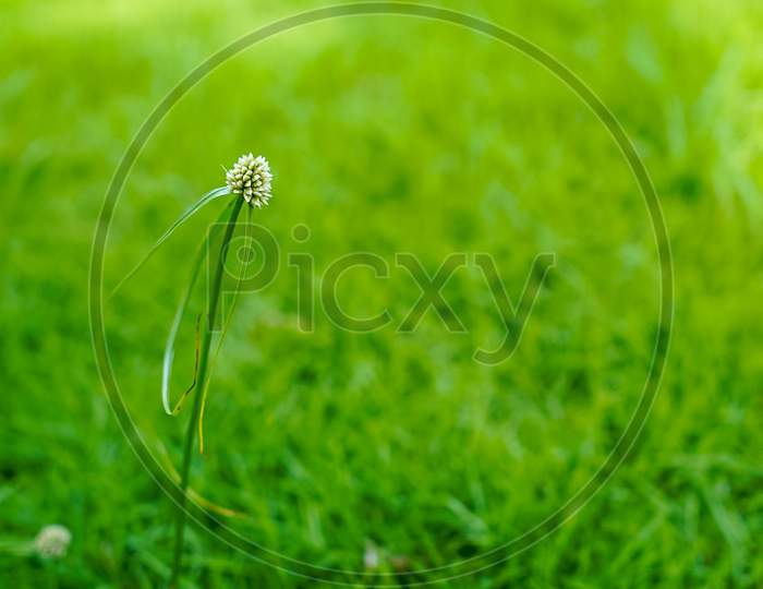 Weed small flower