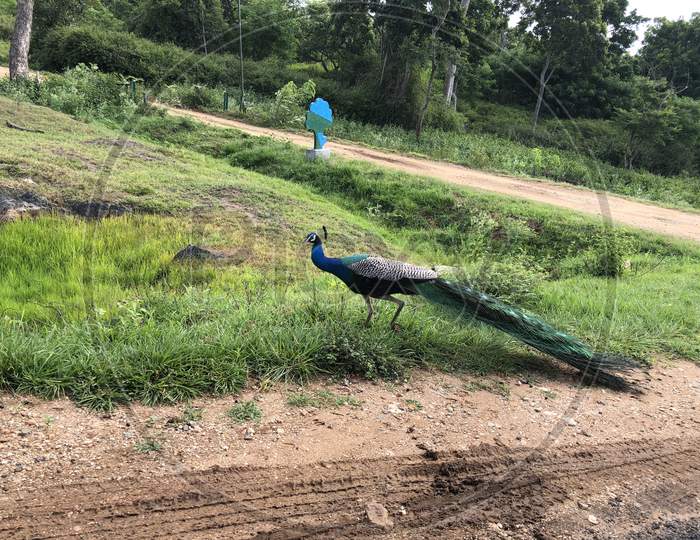 Wildlife picture peacock