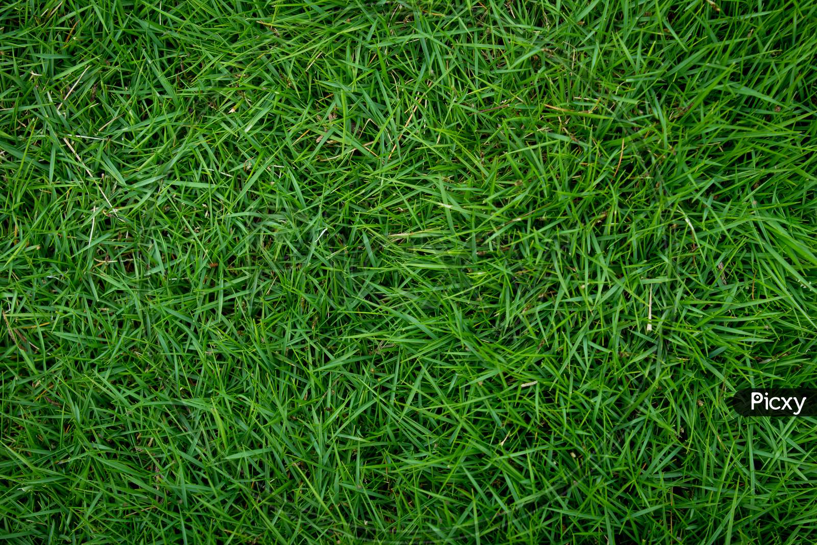 Top View Of Nature Green Grass Background. Garden Grass Texture.