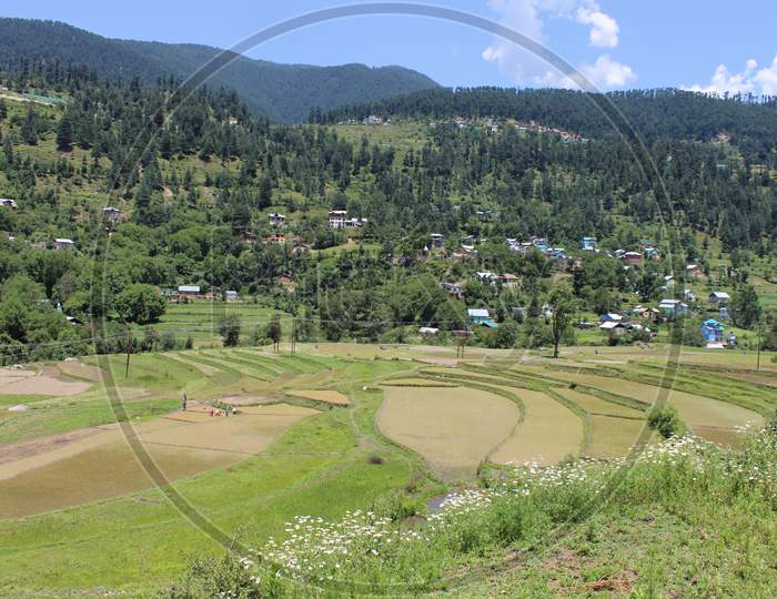 view of paddy cultivation in the terraced hills of Bhaderwah