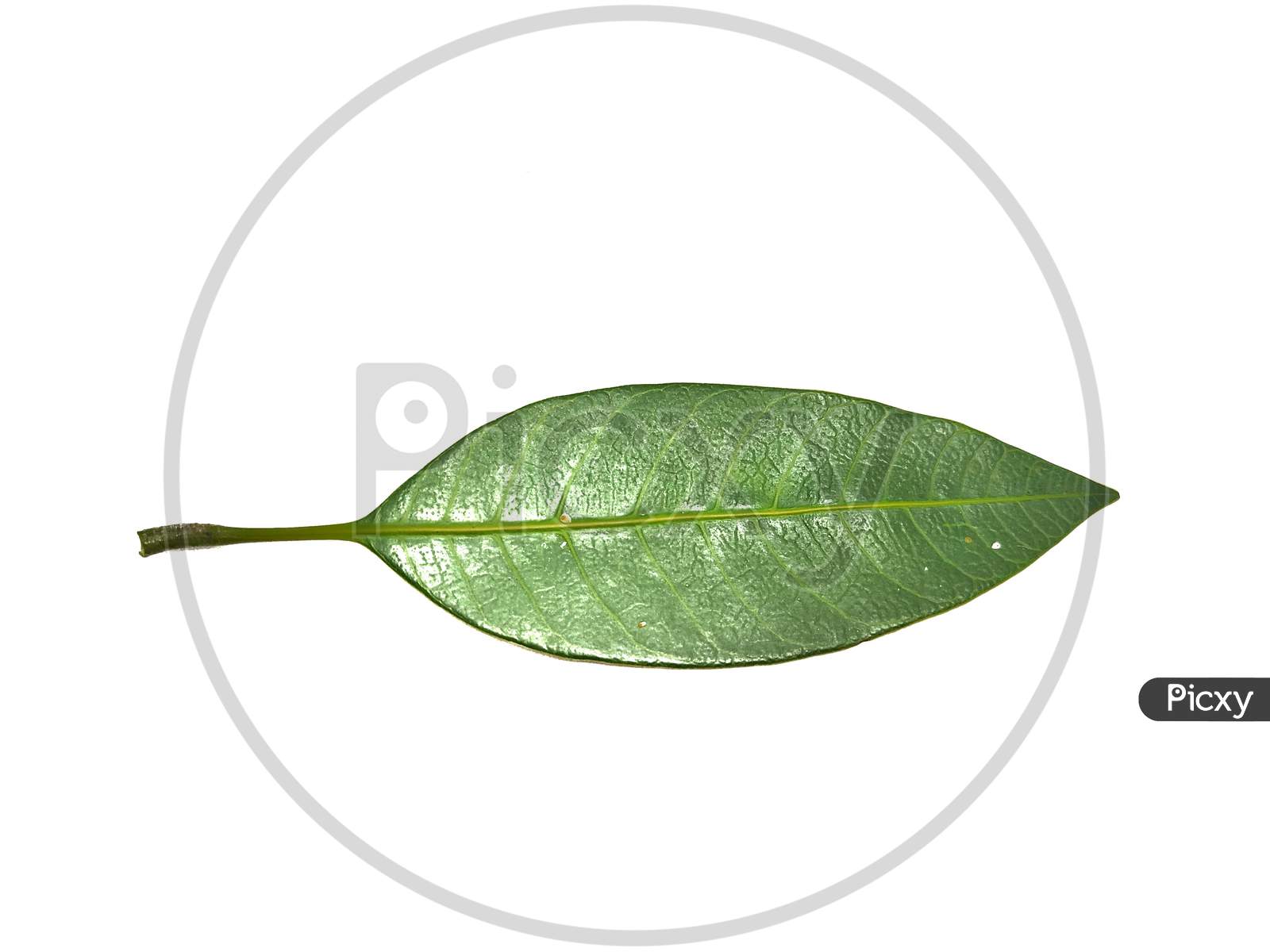 Mango Leaf Stock Photos. This Photo Is Taken I India By Vishal Singh