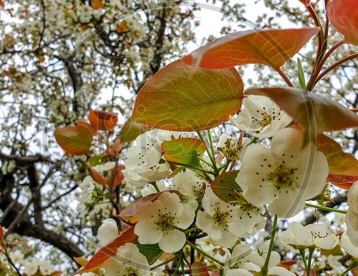 Closeup photo of pear blossom tree in spring season in hilly area of Himachal Pradesh, India