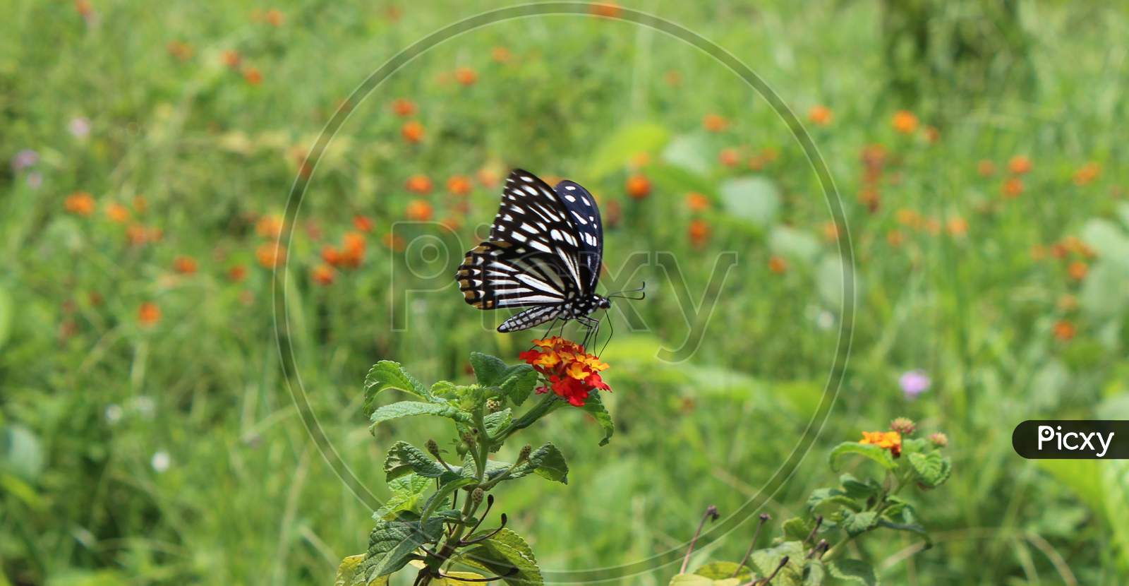 a butterfly pollinating a wild orange colored flower with a blurred green background