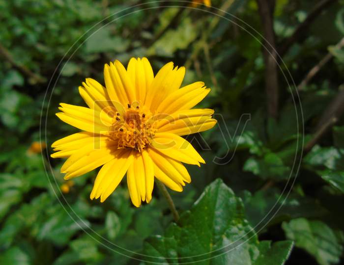 yellow flower in green plant