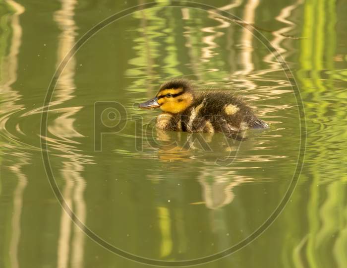 Duckling swimming on Green Water