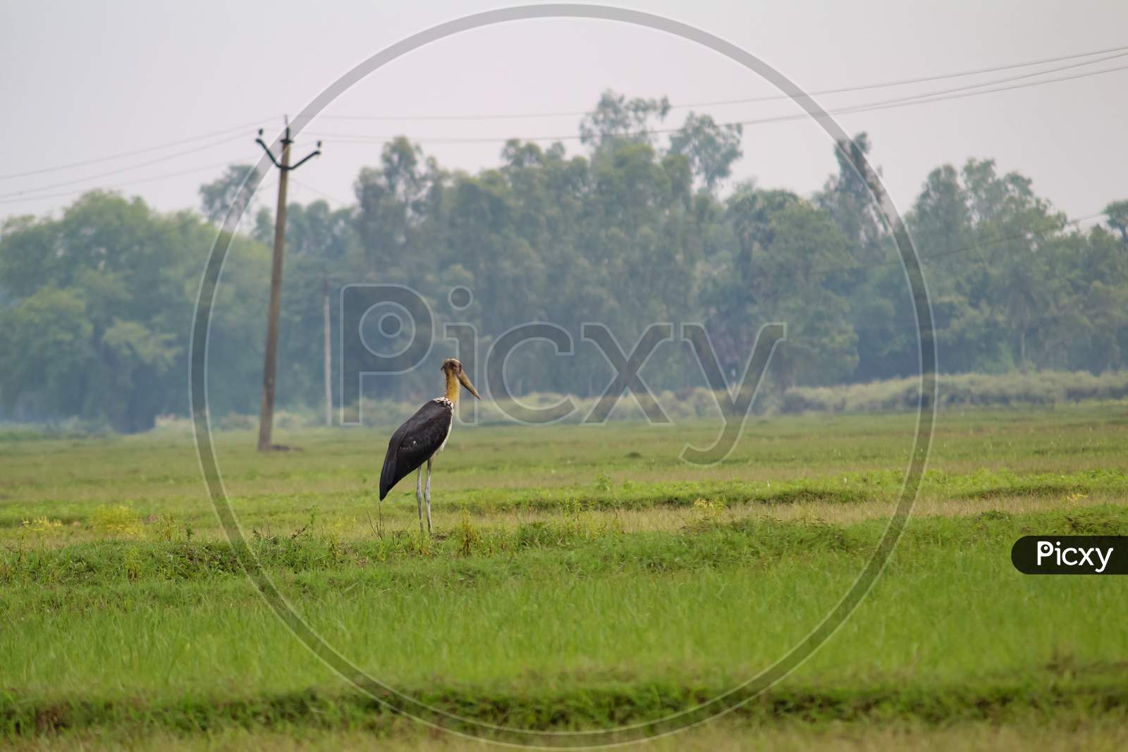 Marabou Stork In Paddy Field