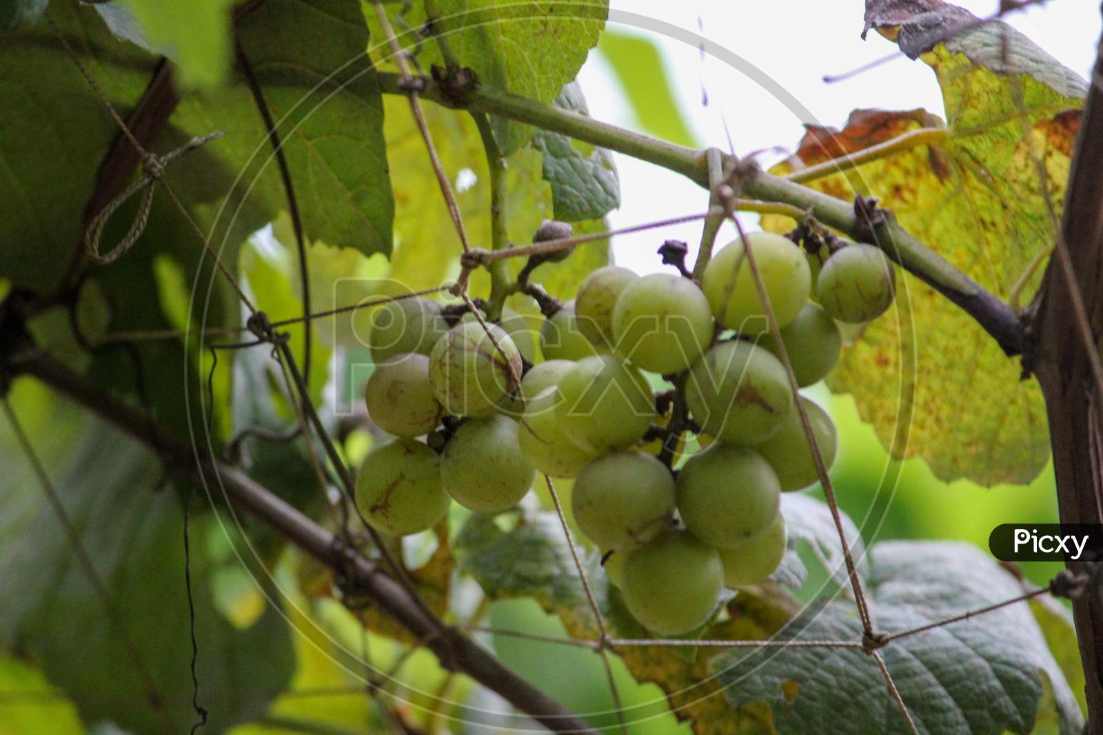Bunch Of Grapes Hanging