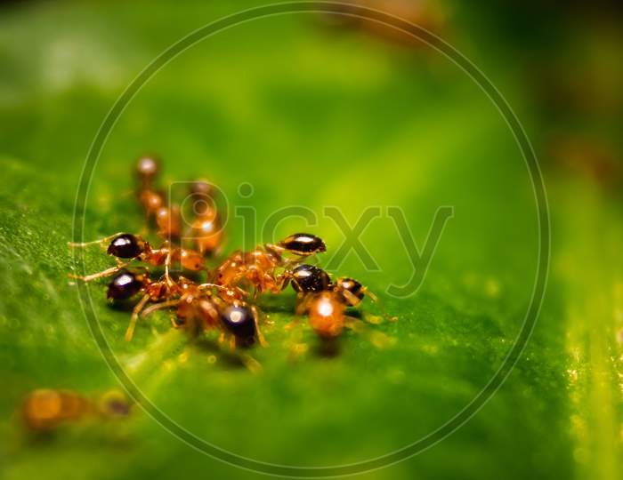 Group Of Small Red Ants / Fire Ants Eating On The Leafs With Selective Focus. Macro Close Up A Lot Of Fire Ant Or Red Ant On Leaves With Lighting.