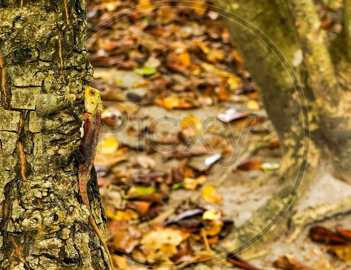 Lizard in the tree in Maldives