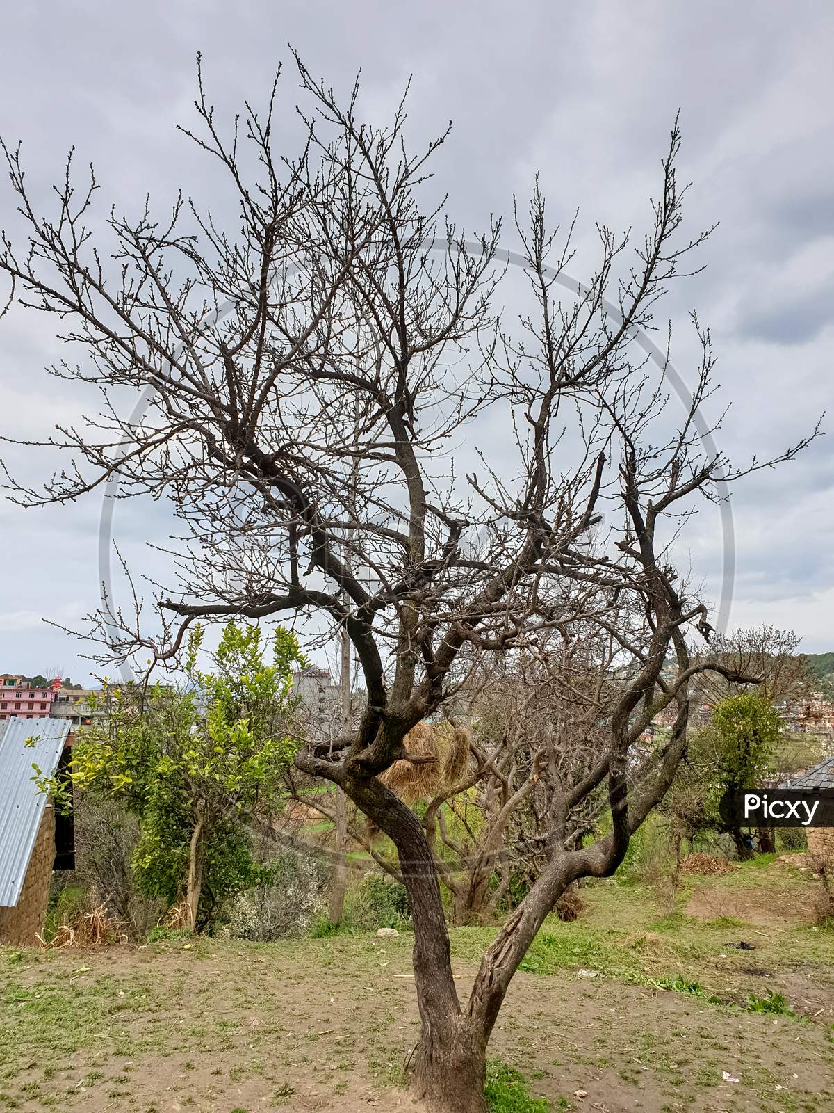 Portrait of dry tree in spring season with cloudy weather in hilly area of Himachal Pradesh, India