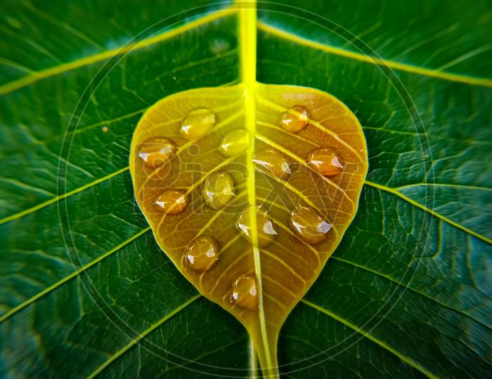 Droplets Of Water On The Bodhi Leaf On The Background  Of Green Bodhi Leaf