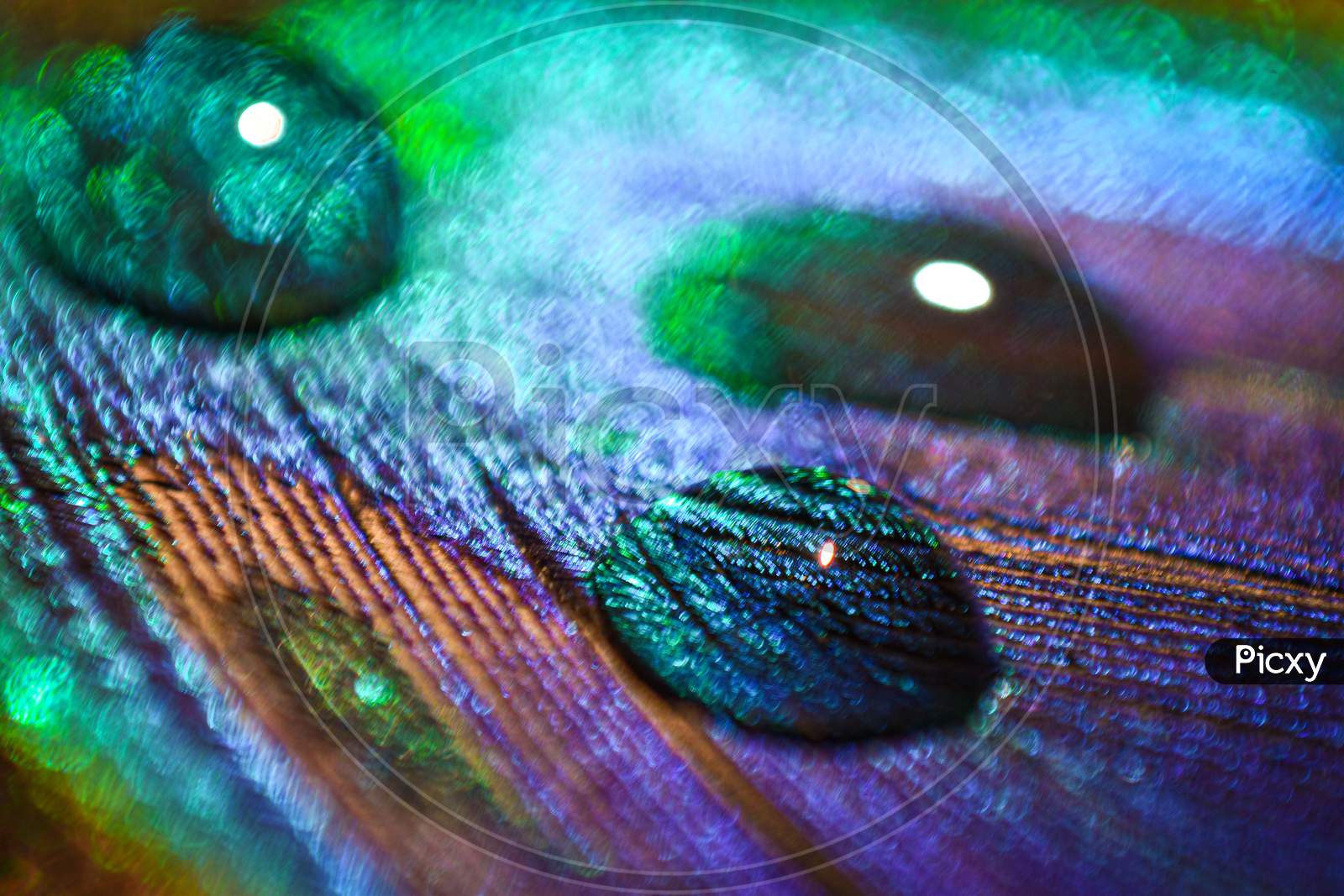 Macro shot of water drop on peacock feather