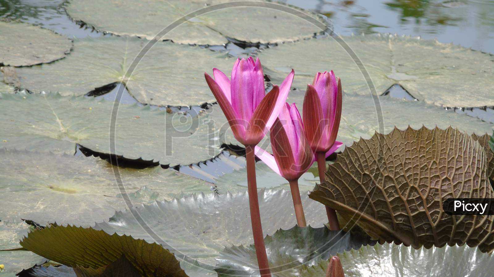 cute lotus flower