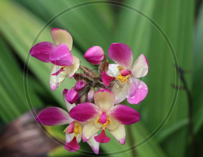 Beautiful orchid flower with rain drops