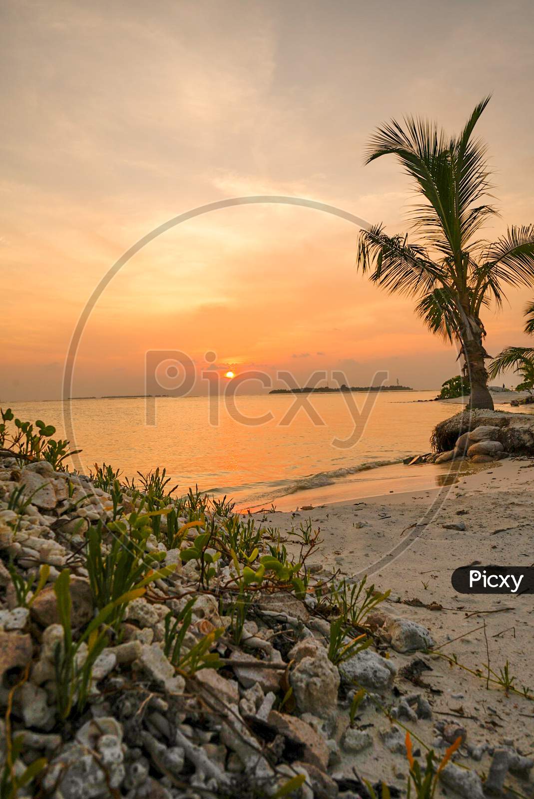 Sunset view coconut tree