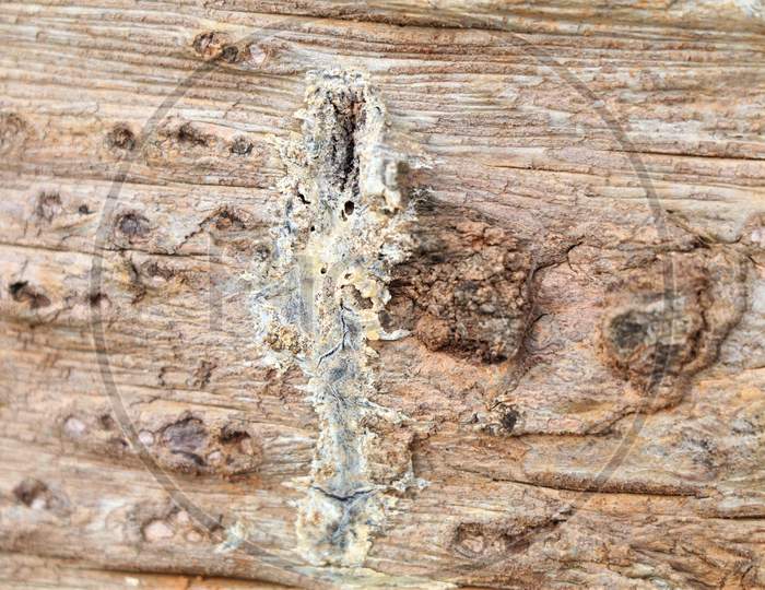 Wood bark surface as texture