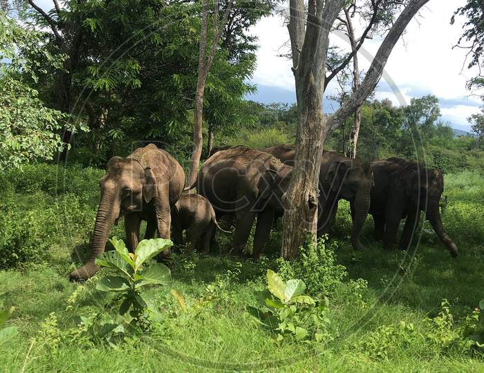Elephant view in national park