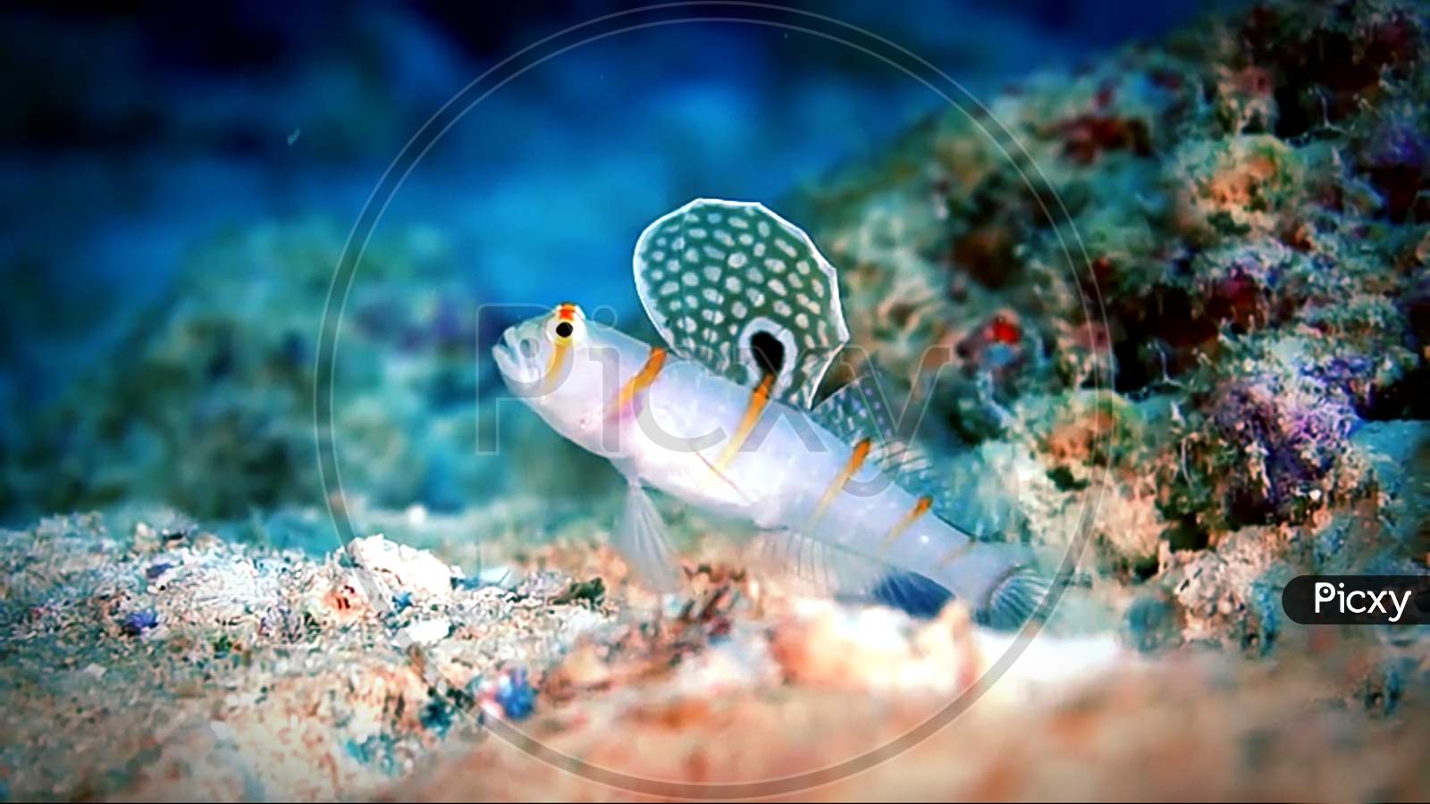 tropical fish in aquarium or underwater fish