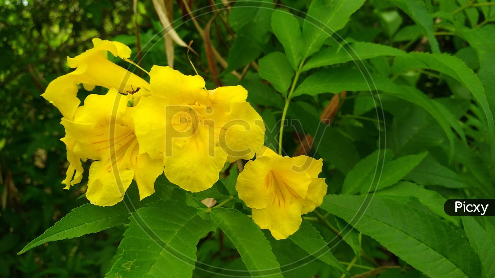 beautiful yellow flower on green plant
