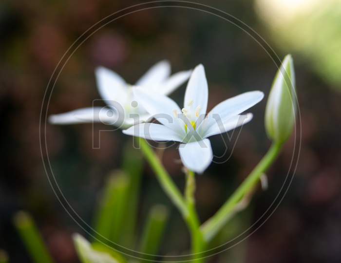 Grass Lily Or Garden Star-Of-Bethlehem Blooming In The Spring. Ornithogalum Umbellatum.
