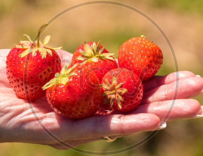 Fresh Strawberry Picking