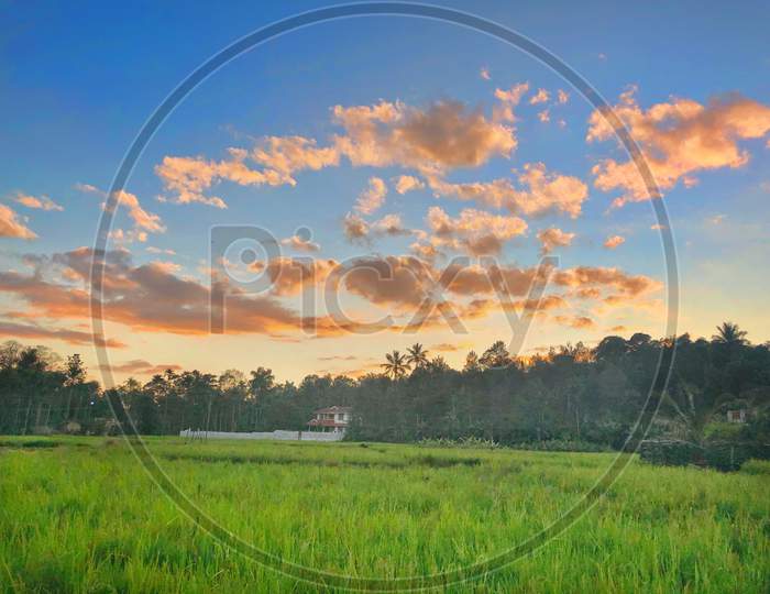 Paddy sunset view in thorappalli Gudalur