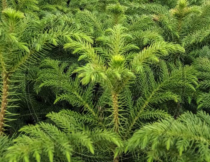 Norfolk island pine plant