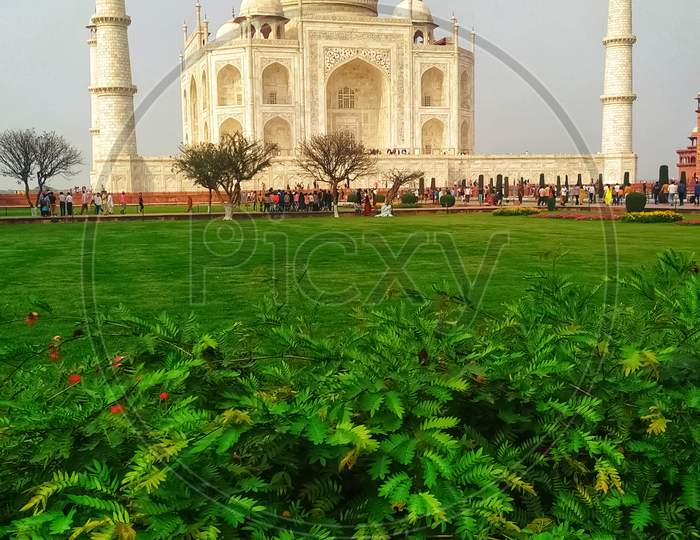 The beautiful view of Taj Mahal with green leafs of plant and greenish grass of Taj Mahal garden.