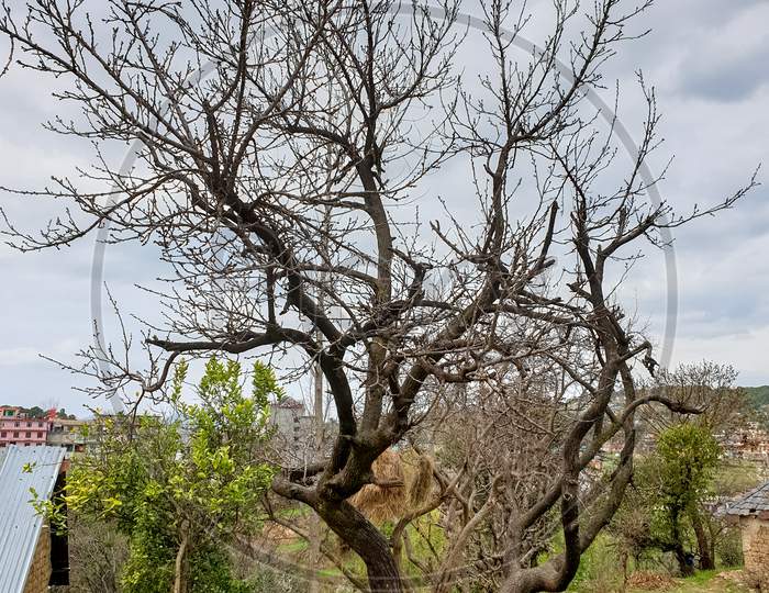 Portrait of dry tree in spring season with cloudy weather in hilly area of Himachal Pradesh, India