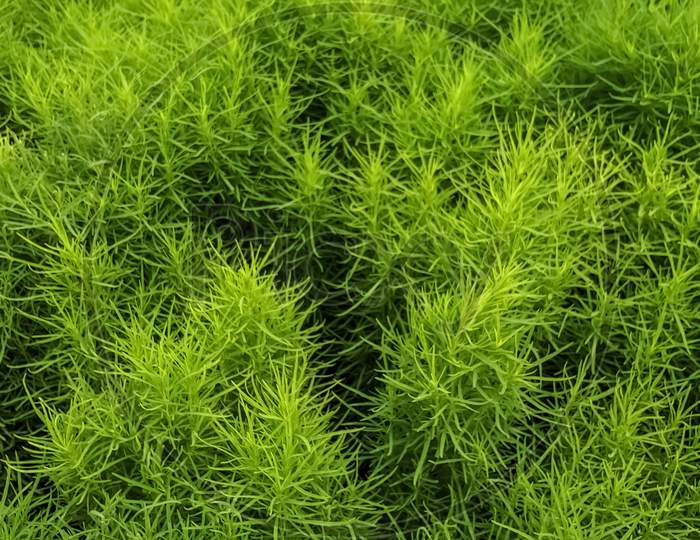 Bassia scoparia plants