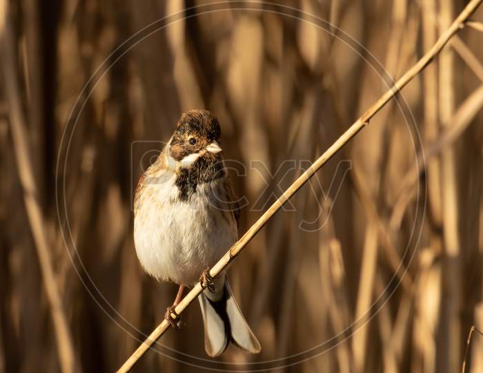 Male Reed Bunting (Emberiza Schoeniclus) Perched On A Reed Stem